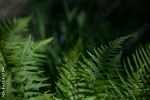 Beautiful fern leaves on a green background.