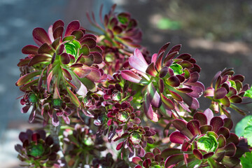 Wall Mural - Group of Aeonium Ballerina succulent plants, overhead view
