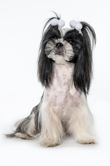 Wall Mural - dog shih tzu seated on white background