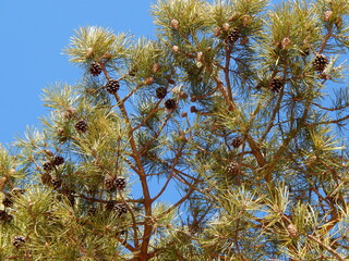 Pine branches with cones on a blue sky