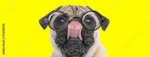 Fotografía cute pug puppy looking up and licking nose