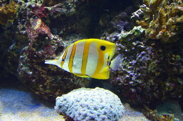 Wall Mural - Tropical fish in aquarium, Berlin