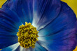 Isolated single deep blue anemone blossom heart macro on blurred natural background