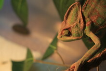 Veiled Chameleon On Plant Against Green Background/Yemen Chameleon/Veiled Chameleon (Chamaeleo Calyptratus)