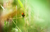 Fototapeta Dmuchawce - Red Bishop rests on a reed