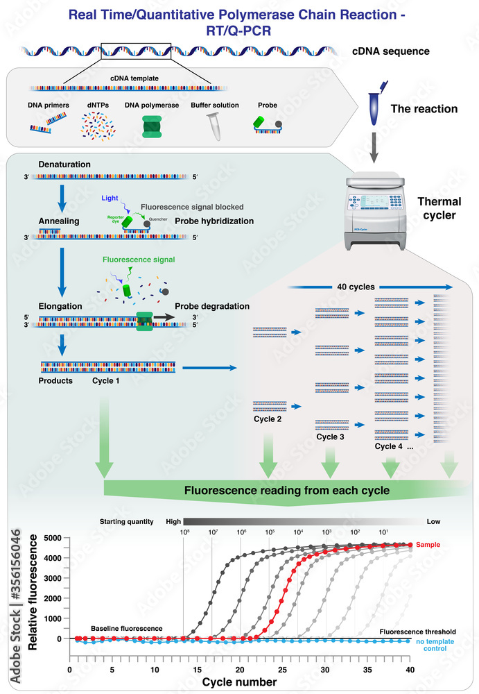 The different stages, cycles and results analysis of cDNA molecule ...