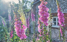 Pink And White Foxgloves In A Cottage Garden