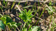 Young leaves Alchemilla vulgaris