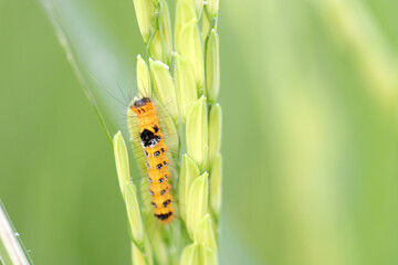 caterpillar on leaf