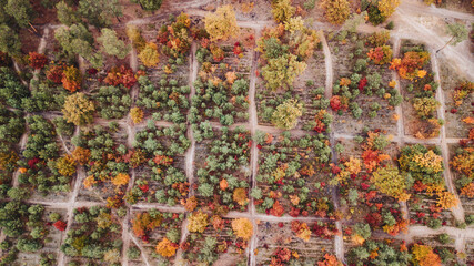 Wall Mural - autumn landscape. aerial view of colorful forest. drone shot