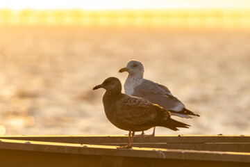 Wall Mural - Two seagulls standing on a fishing pier as the sunset shreds golden light on the landscape. 