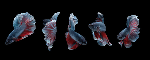 Photo collage of betta fish (Halfmoon Rosetail in grey red white color combination) isolated on black background