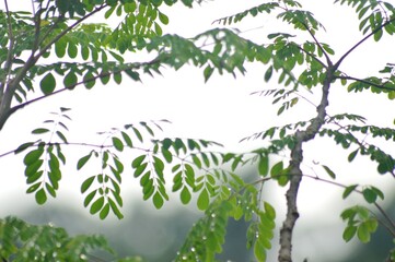 Wall Mural - tree in the rain