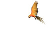One macaw parrot flying isolated on a white background