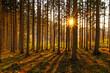 © Petr - Slunce v lese