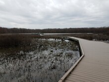 Boardwalk In Wetland With Trees And Heron