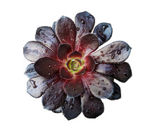 Tree Aeonium Black Rosette With Water Drops