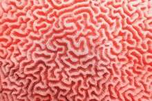 Abstract Background In Trendy Coral Color - Organic Texture Of The Hard Brain Coral