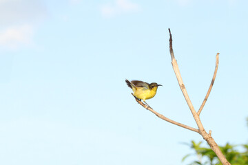 Wall Mural - The yellow Oriole bird action cute on stick tree in garden at thailand