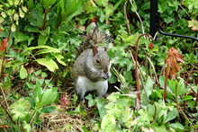 Squirrel At Ground Level Among Foliage In An English Country Garden Eating Seeds That Have Fallen From A Bird Feeder