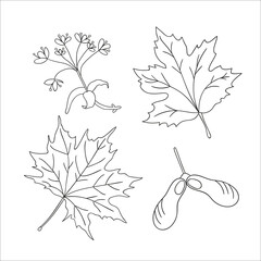 Vector set of line maple tree elements isolated on white background. Botanical illustration of maple leaf, brunch, flowers, key fruit. Black and white clip art