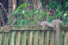A Furry Gray Squirrel Planking By Stretching Out Flat Belly Down On A Garden Fence