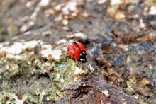 Ladybug Sitting On A Stone