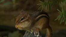 A Little Chipmunk Jumps Up And Stuffs A Peanut Into Its Mouth.