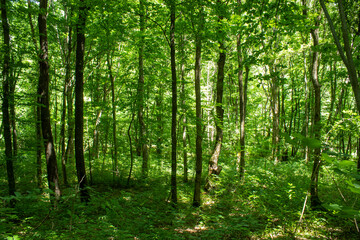  An old forest with very tall trees
full of greenery