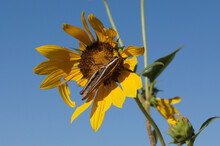 Large Grasshopper On A Sunflower With Blue Sky