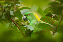 Parrot In Tree. Yellow-naped Parrot, Amazona Auropalliata, Portrait Of Light Green Bird With Yellow Neck, Costa Rica. Detail Close-up Portrait Of Bird. Wildlife Scene From Tropical Nature.