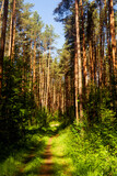 Fototapeta Las - Summer nature background with sun beam . Green landscape . Sunny forest early in the morning