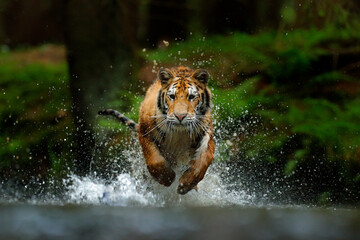 Wall Mural - Amur tiger playing in the water, Siberia. Dangerous animal, tajga, Russia. Animal in green forest stream. Siberian tiger splashing water.