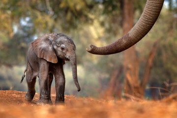 Trunk with young pup Elephant at Mana Pools NP, Zimbabwe in Africa. Big animal in the old forest, evening light, sun set. Magic wildlife scene in nature. African baby elephant in beautiful habitat.