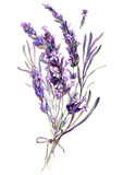 Fototapeta Kwiaty - Watercolor Illustration of Lavender Bouquet