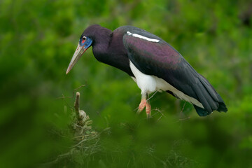 Wall Mural - Abdim's white-bellied stork, Ciconia abdimii, walking in the grass, Okavango delta, Moremi, Botswana. River with bird in Africa. Stork in nature march habitat. Wildlife scene from Africa nature.