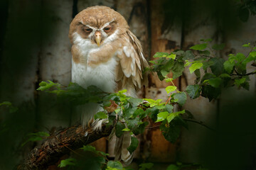 Leucistic Spectacled owl, Pulsatrix perspicillata, siting on the tree branch in the dark green forest. Big owl in the nature habitat, Yucatan, Mexico. Wildlife nature.