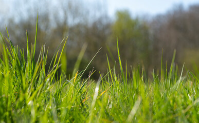 Canvas Print - meadow closeup at early spring time