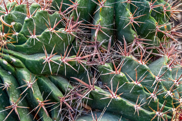 Wall Mural - cactus closeup