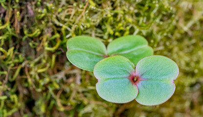 Sticker - fresh spring vegetation