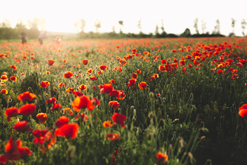 Wall Mural - Beautiful view with red poppies field at sunset.