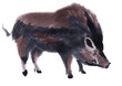 Handwork watercolor illustration of a boar