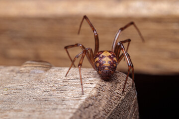 Wall Mural - spider on wood