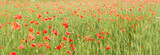 Fototapeta Natura - Bright red wild poppies growing in field of green unripe wheat, wide photo