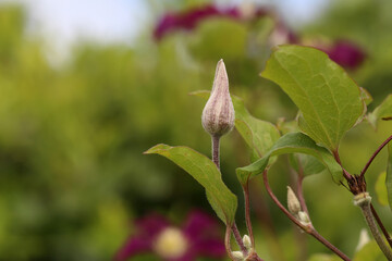 Wall Mural - Flower bud against the background of green leaves