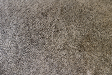 short soft fur texture of a mammal animal - brown and gray closeup background 