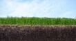 © Vaceslav Romanov - Green section of a grass with the soil and roots under blue sky
