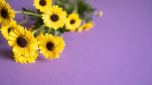 Closeup Yellow Flowers As Background Or Greeting Card Yellow Chrysanthemum Branch On Purple. Happy Birthday Gift Present