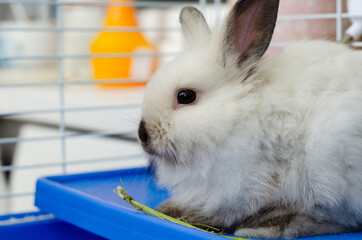 small decorative white fluffy rabbit in a cage