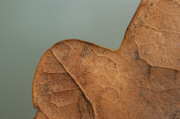 Oak leaf